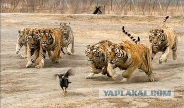 УРА! мы выиграли! 4:0 !