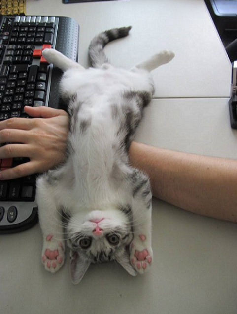 Котовторник 29-09-2015,