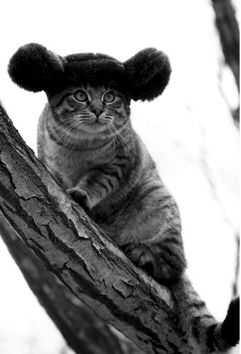 Коты, кошки, котята