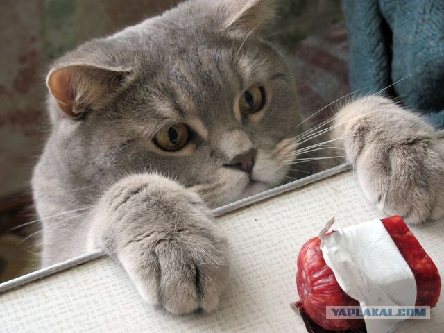 Коты, они - как люди!