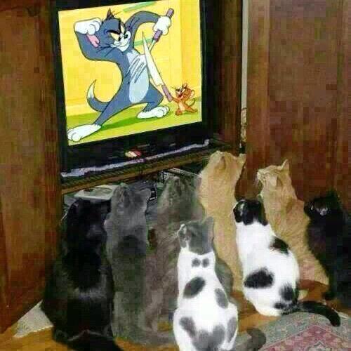 Котовторник