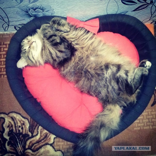 Котовторник 26.01.2016