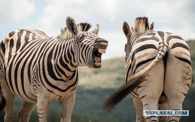 И танки не прошли и BMW не пройдет
