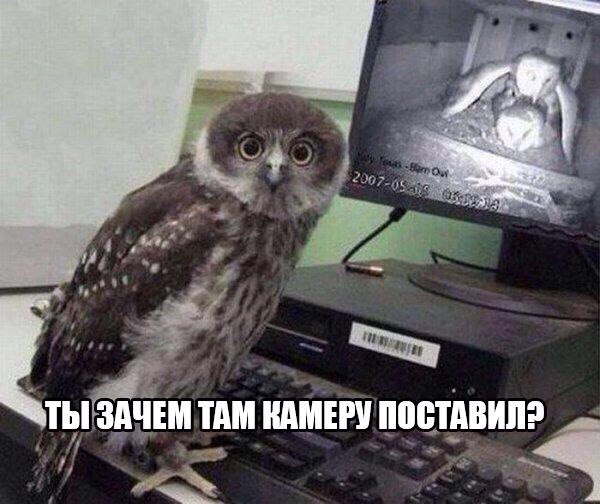 Божьи твари