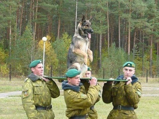 Мохнатые беспредельщики