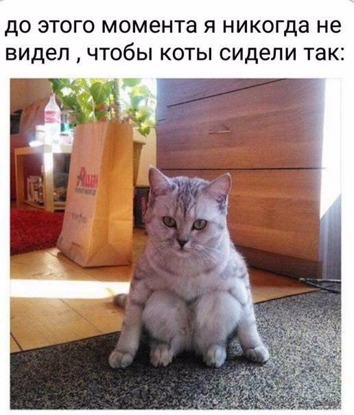 Мохнатые беспредельщики
