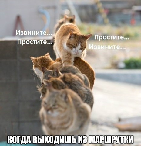 Котовторник 19.07.2016