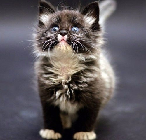 Коты из сети