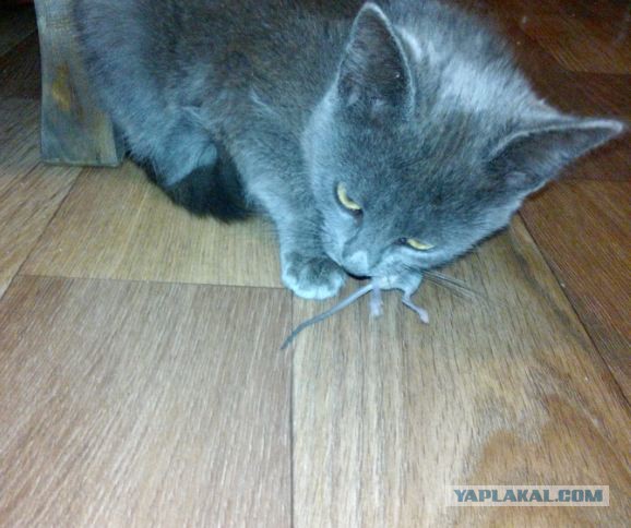 Испытание для самых внимательных: разглядите кота на фотках