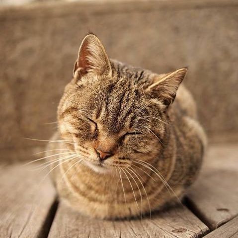 Коты из сети