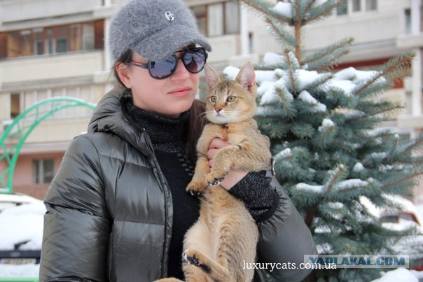 Видел новую породу на выставке