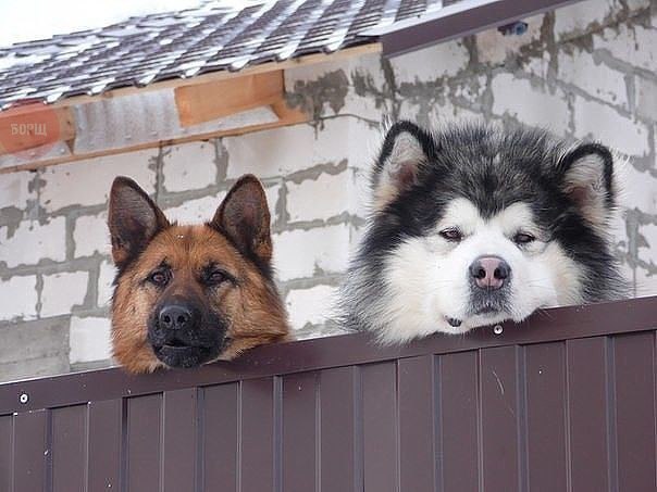 Самые смешные животные