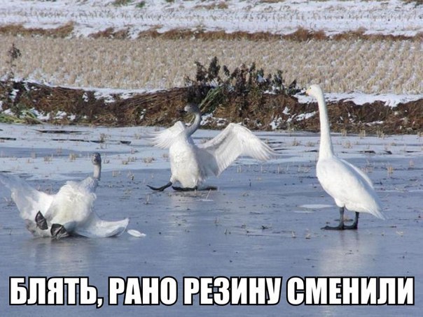 Подборка безудержного веселья
