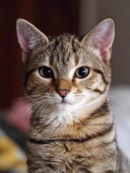 Коты и Кошки
