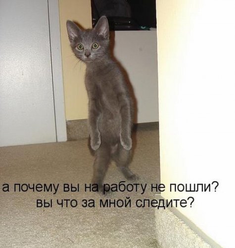 Коты и Кошки