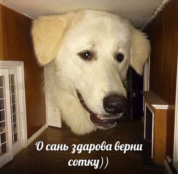 Странный юмор