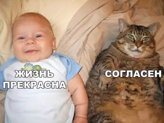 20 шикарных фотографий, в которых вся суть котов