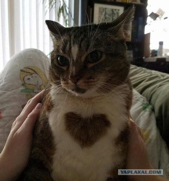 Котовторник
