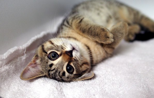 Коты и Кошки