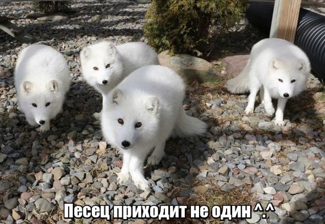 Подборка интересных и веселых картинок