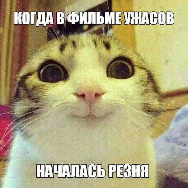 Прикольных котов пост