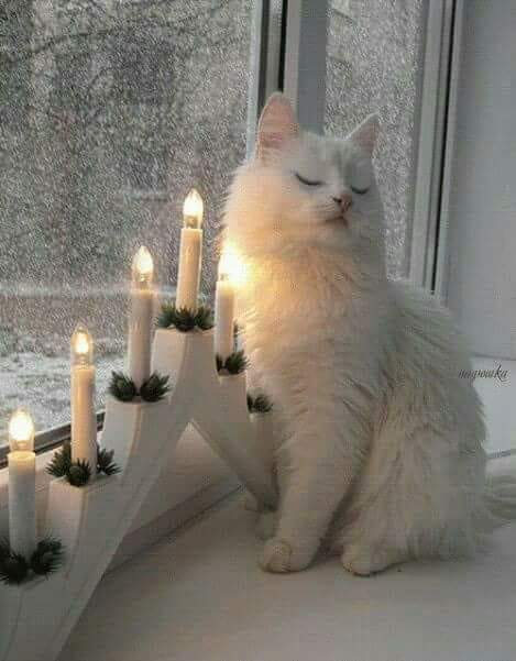 Живность из сети