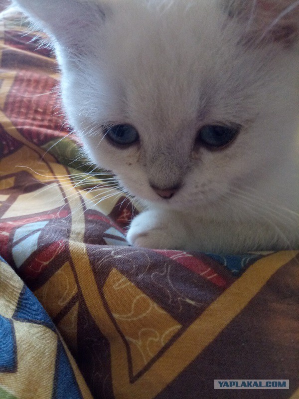А не открыть бы нам котовторник 03.04.2018