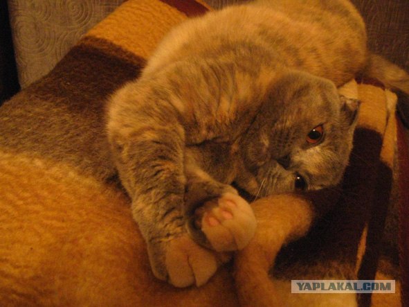 Котовторник на ЯПлакалъ (10.06.08), прикольные коты, добавляем свои!