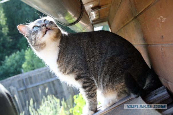 Ура, котовторник! (01.07.2008)