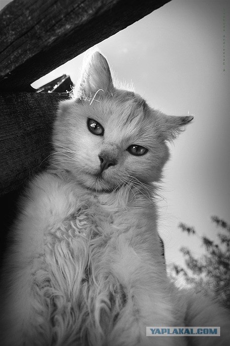 Внимание! На ЯПе КОТОВТОРНИК. 23.09.08.