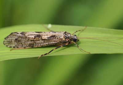 Королева мух