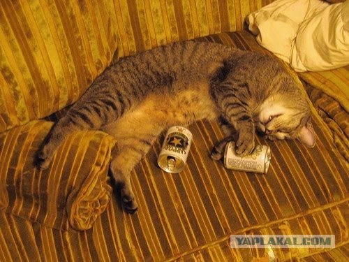 Коты-алкоголики