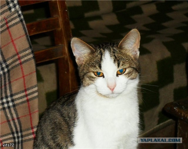 Котовторник, для любителей кошек