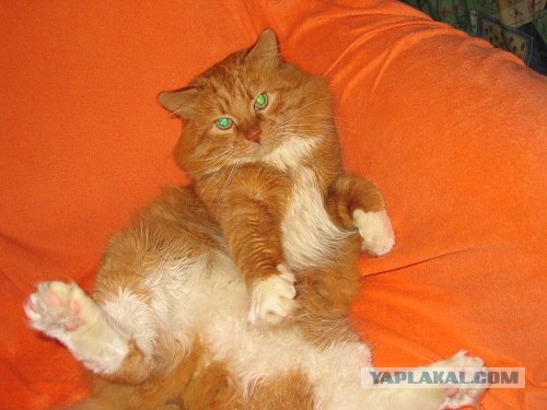 Котовторник 06.09.11