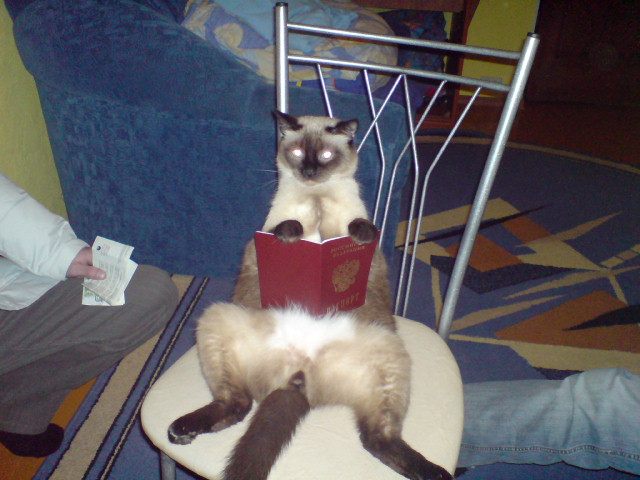 Котовторник 27.12.11