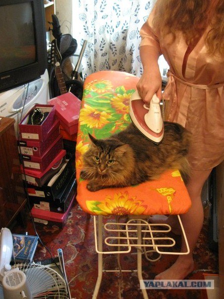 Котовторник! 13.03.2012