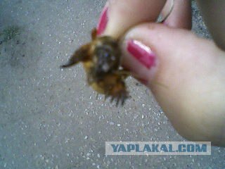 Что это такое? Кто-то знает?