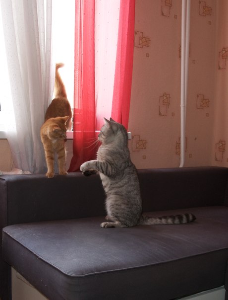 Котовторник  21.08.12