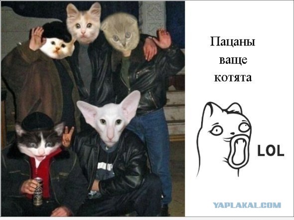 Кошачий патруль