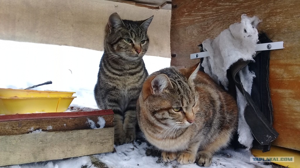 кот зимой на улице. бездомные кошки. сибирская кошка зимой. уличные кошки зимой. уличная кошка.