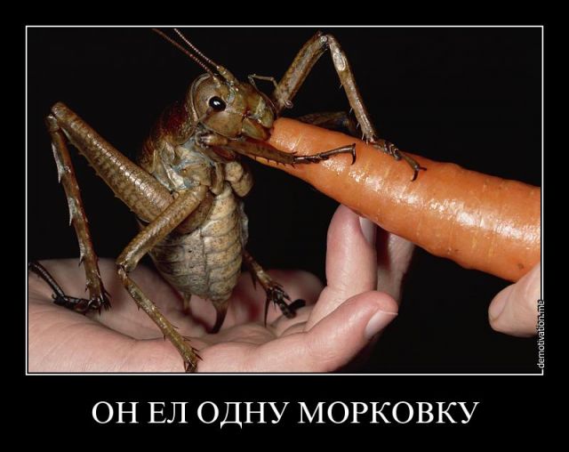 10 фотографий животных, чьи размеры мы недооцениваем