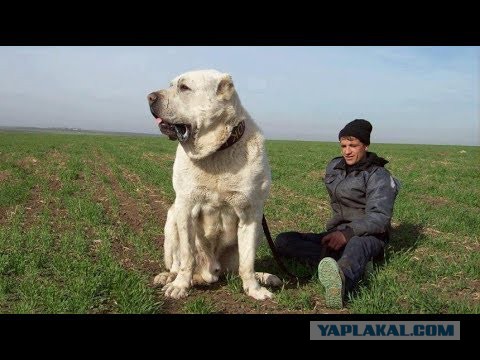 Псы терроризируют уральский поселок, где бойцовая собака загрызла прохожего
