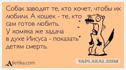 Из жизни хомяков