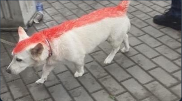 Флеш-бэки вчерашнего полета Лукашенко на вертолете