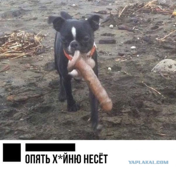 «Нужен более жёсткий подход по сравнению с алкоголем» В Госдуме поддержали идею запретить продажу энергетиков несовершеннолетним