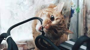 Жизнь домашнего приюта для котеек 370
