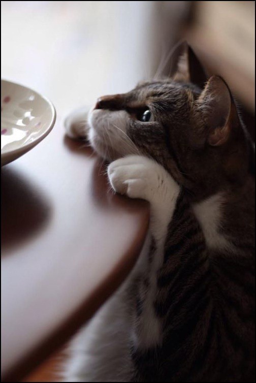 И снова день кошачий!