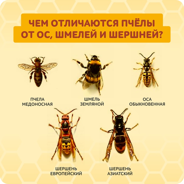 Как вести себя при укусе пчелы, осы или шершня?