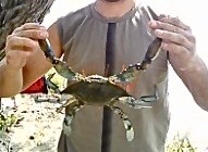Ловим краба
