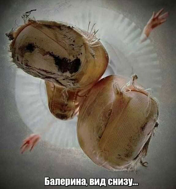 Ахтунг! Баянинг!